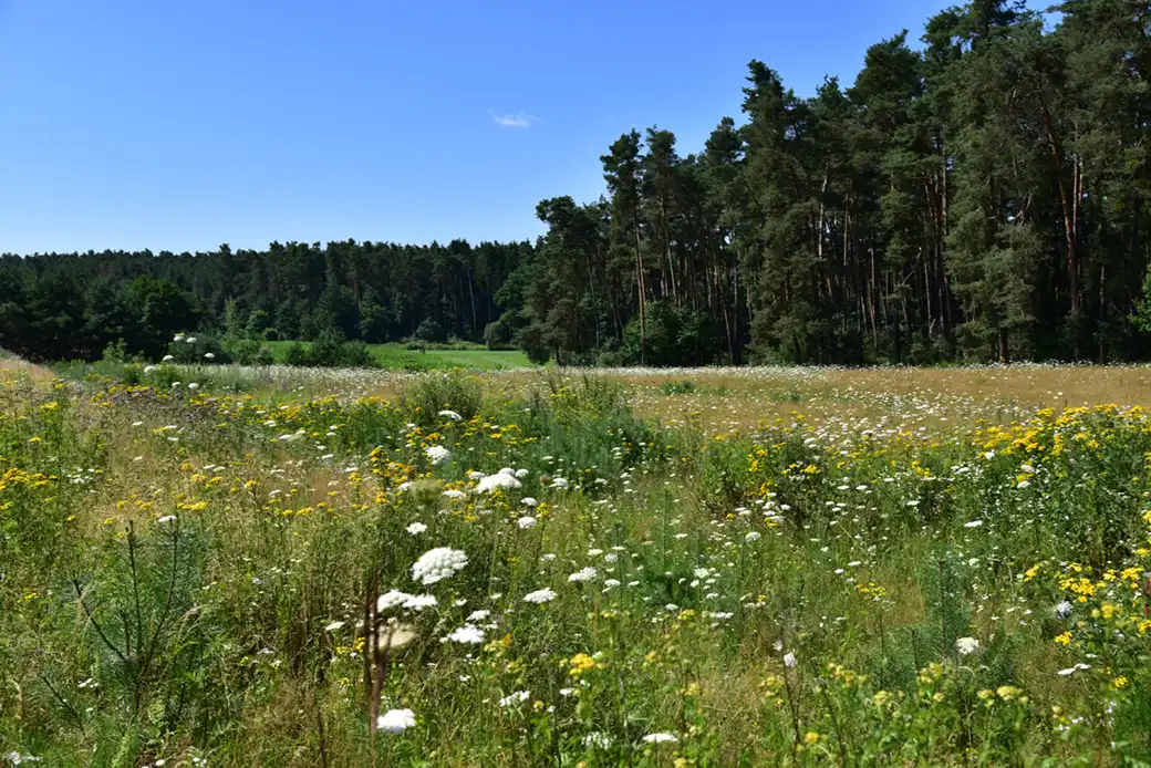 Wildblumen blühen auf einer grasbewachsenen Wiese neben hohen Kiefern unter blauem Himmel.