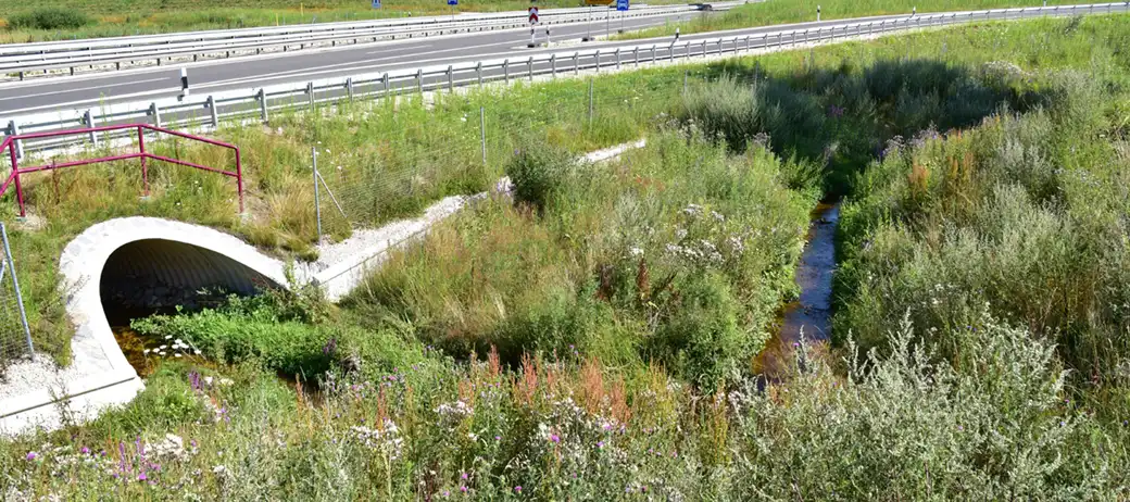 Eine Überführung für Wildtiere mit einem Bach und dichter Bepflanzung überquert eine geteilte Autobahn.