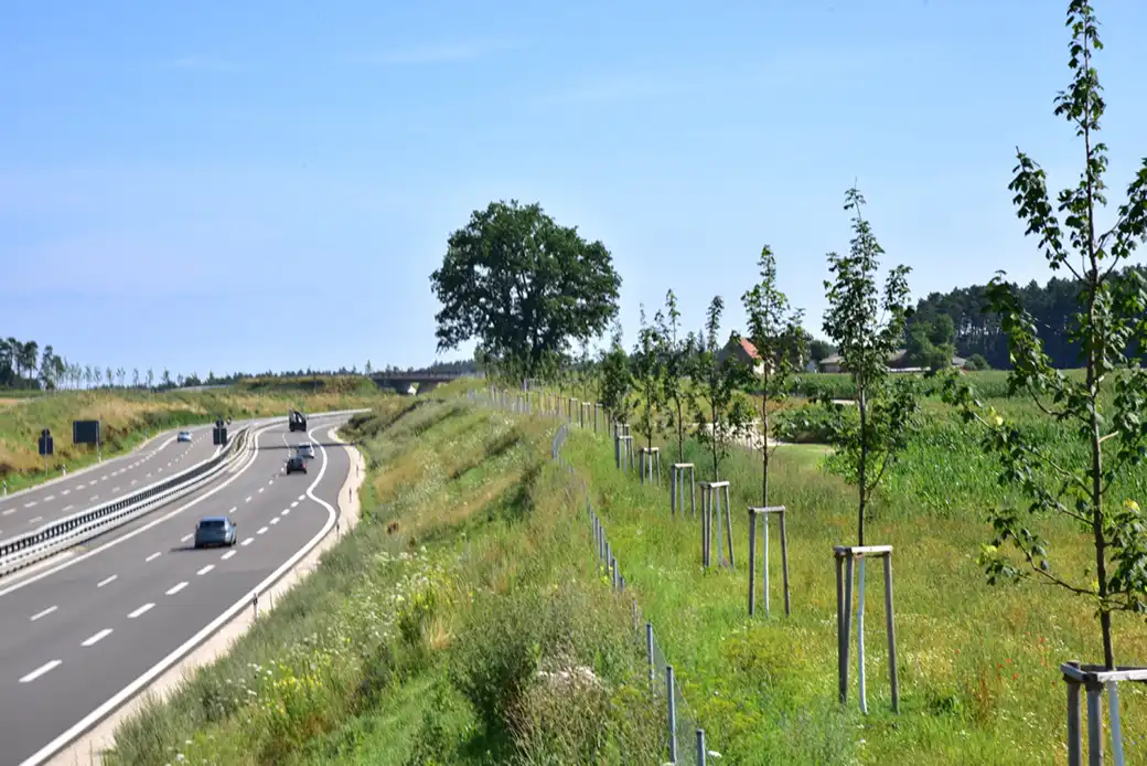 Autos fahren auf einer geteilten Autobahn neben jungen Bäumen unter blauem Himmel.