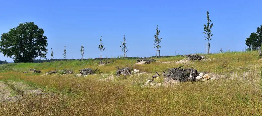 Junge gepfählte Bäume auf grasbewachsenem Hang, Baumstümpfe und trockenes Gras, klarer Himmel.