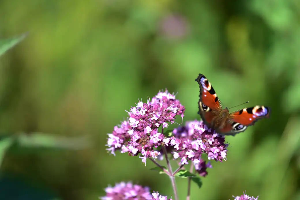 Bunter Schmetterling auf lila Blumen vor einem unscharfen grünen Hintergrund.