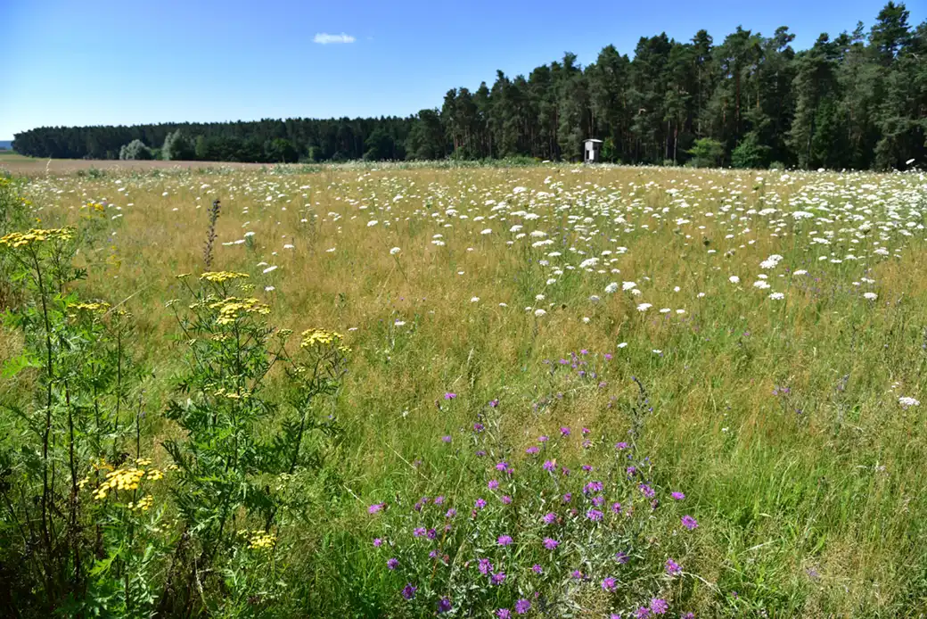 Ein grasbewachsenes Feld mit Wildblumen am Rande eines Waldes unter strahlend blauem Himmel.